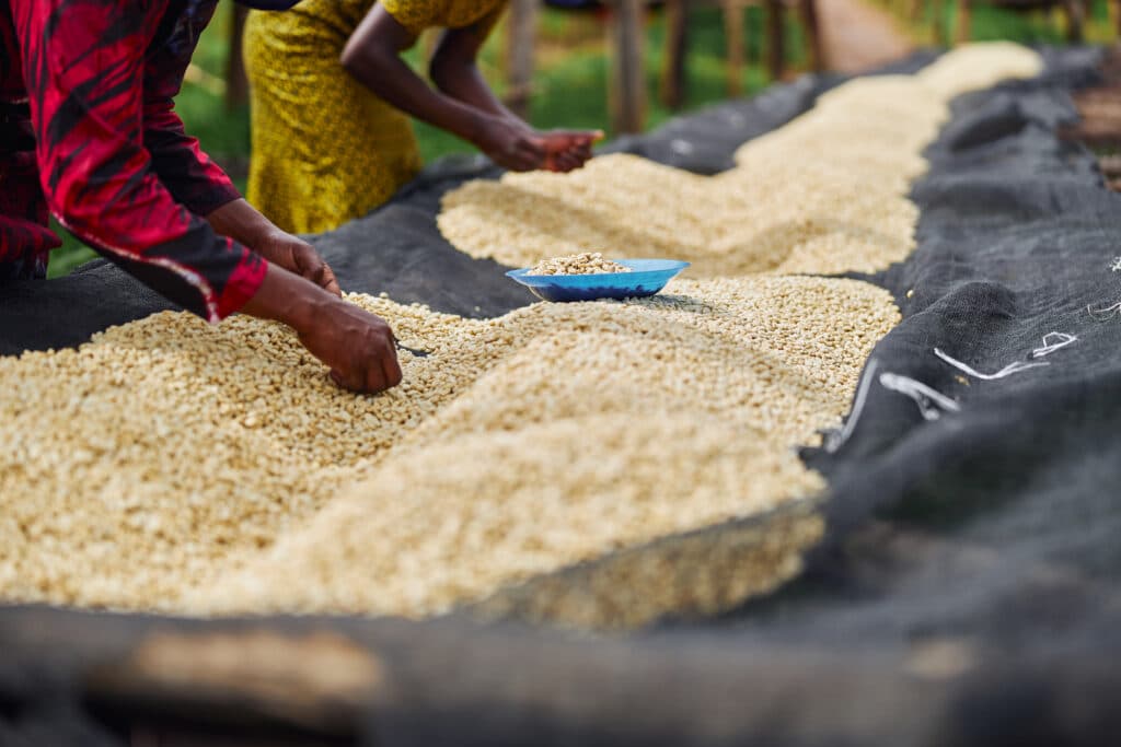 African female workers are sorting out coffee beans at washing station