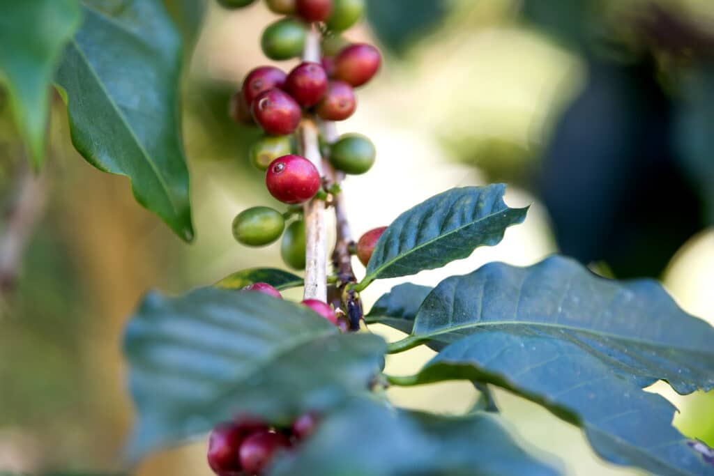 Coffee bean berry ripening on coffee farm